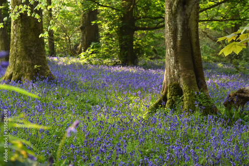 Undisturbed blanket of Bluebells between trees in Unity woods, Cornwall