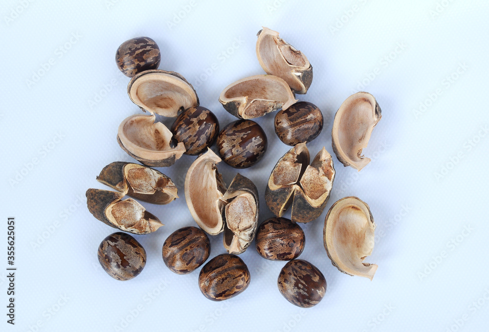 Rubber seed isolated on white background 

