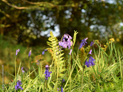 Bluebells, ferns and wildflowers in a cornish hedgerow