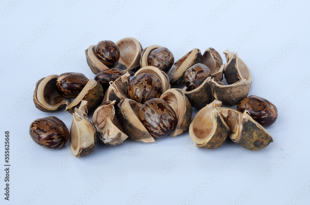 Rubber seed isolated on white background
Rubber seed isolated on white background