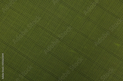 Obraz na płótnie green texture background
