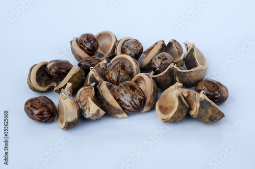 Rubber seed isolated on white background 
