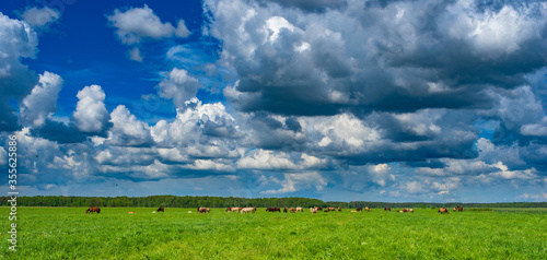 A horse grazes on the field. Photographed against the sky and clouds.
