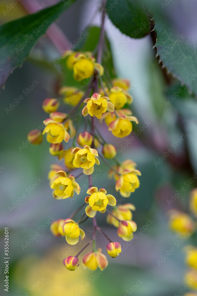 Brush of lovely yellow barberry flowers.Close-up& Brush of lovely yellow barberry flowers.Close-up&