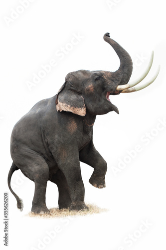 thai elephant in action show © anurak