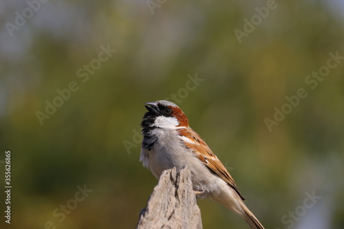 royalty free sparrow image, HD