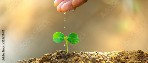 Environment day concept. Drop water on hand for growing tree. Protect the environment. Renewable energy for future. Global warming concept. Sustainable resources background for web banner. photo