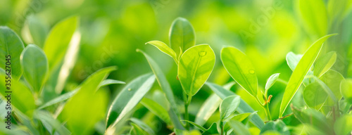 Green leaves background texture. Sunshine nature in garden. Blurred background for web banner.