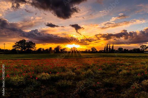 Poppy Field at Sunset