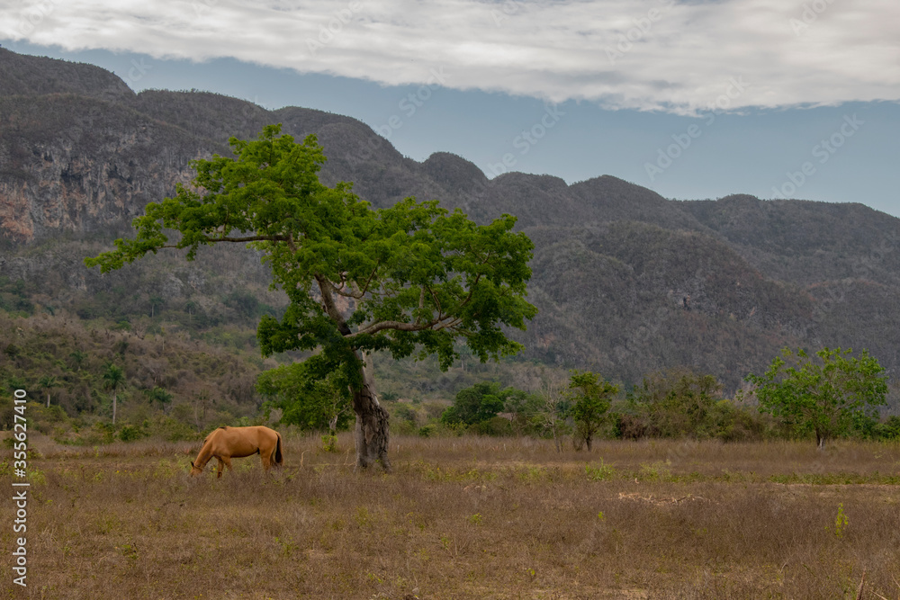 Fototapeta premium Horse and tree