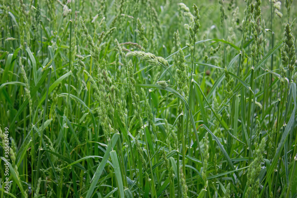 Field green grass with spikelets Field green grass with spikelets