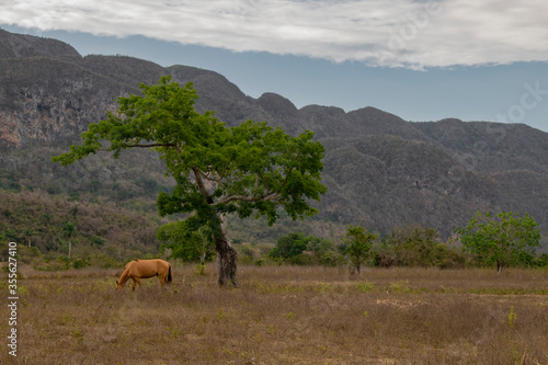 Horse and tree © Alessandro