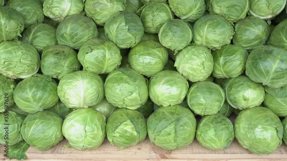 Organic cabbage from the field. Organic cabbage from the field.