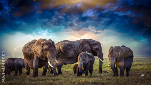 Beautiful Images of African Elephants in Africa with blue sky