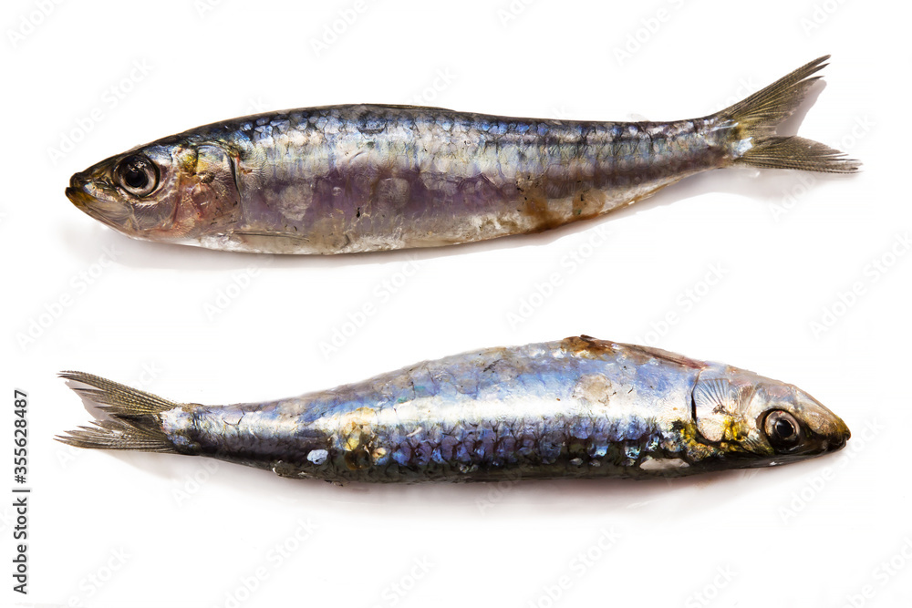 fresh sardines or anchovies on the plate fresh sardines or anchovies on the plate