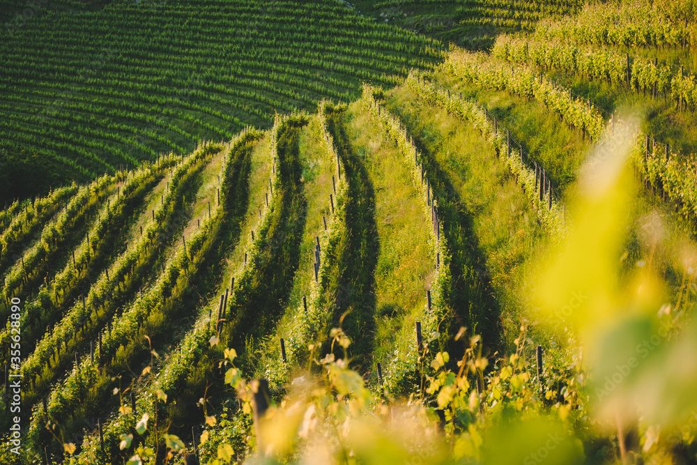 Green vineyard valley in Italy, Friuli Venezia Giulia region, viticolture, wine region