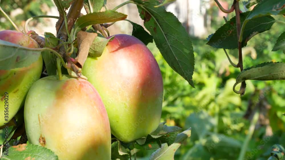 Ruddy Apples Hang on Branch. Time to Harvest in Fruit Garden Or Orchard In Autumn on Sunny Day Ruddy Apples Hang on Branch. Time to Harvest in Fruit Garden Or Orchard In Autumn on Sunny Day
