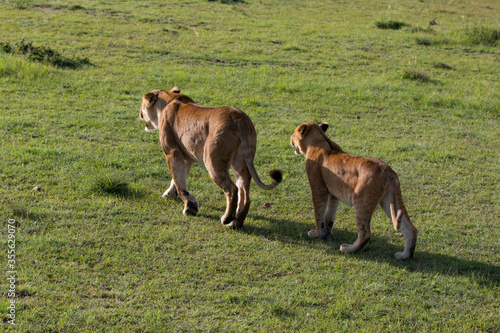 Safari in Kenya. Lion family in Masai Mara Park