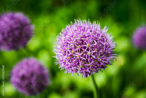 Quadro su tela Allium (Allium Giganteum) in the garden. Shallow depth of field.