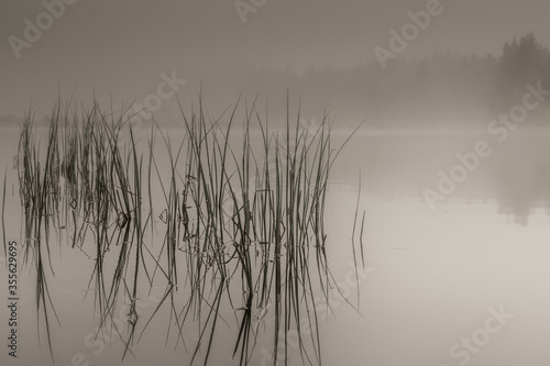 il lago la nebbia e la vegetazione che esce dall'acqua