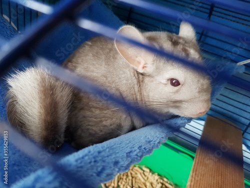 Gray chinchilla in a cage