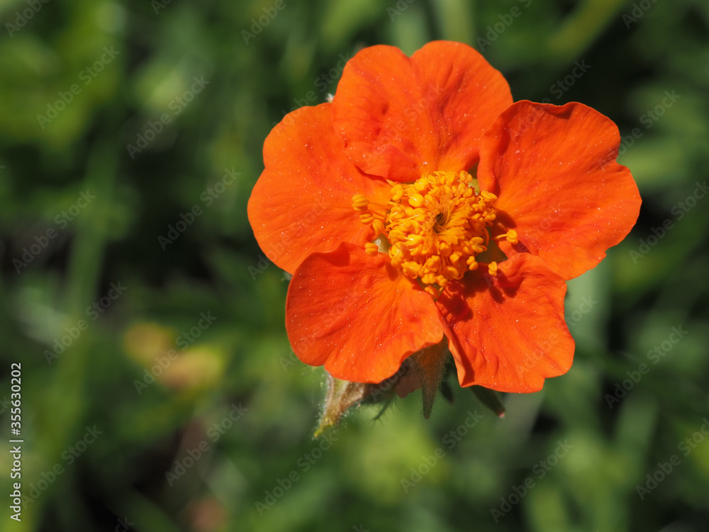 Geum coccineum, dwarf orange avens or red avens, is a plant in the rose family, Rosaceae. Beautiful orange flowers in a garden in summer. Geum coccineum, dwarf orange avens or red avens, is a plant in the rose family, Rosaceae. Beautiful orange flowers in a garden in summer.