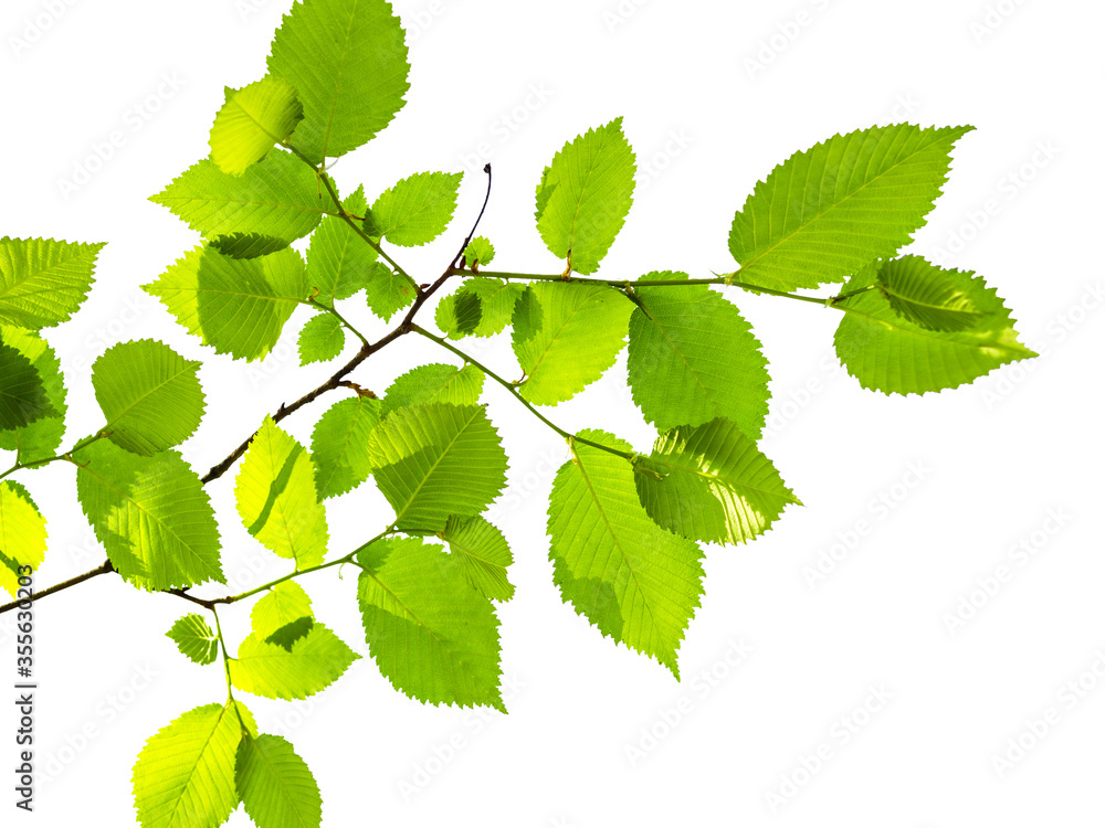 Fototapeta premium twig of elm tree with fresh green leaves illuminated by sun cutout on white background