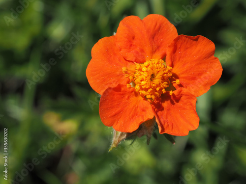 Geum coccineum, dwarf orange avens or red avens, is a plant in the rose family, Rosaceae. Beautiful orange flowers in a garden in summer.