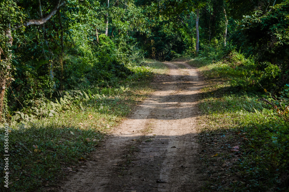 Fototapeta premium Dirt road surrounded by trees and grassland in Kaziranga National Park, India. 