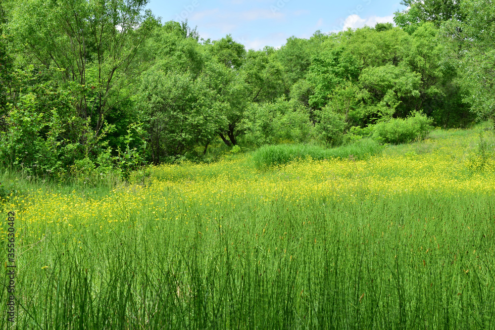 Fototapeta premium Green meadow with yellow flowers. In the background, a broad-leaved forest.