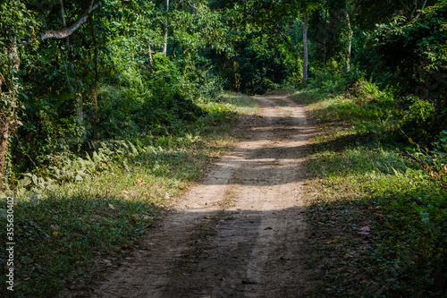 Dirt road surrounded by trees and grassland in Kaziranga National Park, India.  © H K Singh