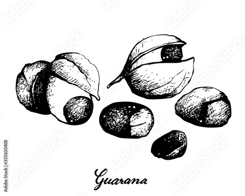 Vegetable, Illustration of Hand Drawn Sketch Red Guarana or Paullinia Cupana Fruits Isolated on White Background.
