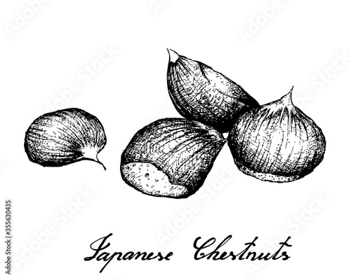 Illustration Hand Drawn Sketch of Japanese Chestnuts, Korean Chestnut or Castanea Crenata Fruits on White Background. Good Source of Dietary Fiber, Vitamins and Minerals.
