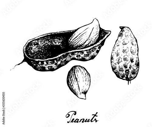Illustration of Hand Drawn Sketch Fresh Peanuts or Groundnut with Groundnut Plants With Groundnuts And Roots, Good Source of Dietary Fiber, Vitamins and Minerals.
