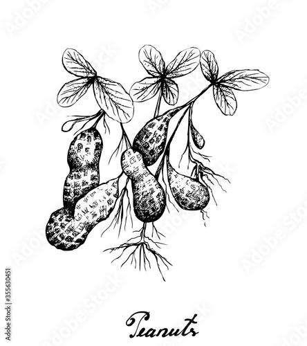 Illustration of Hand Drawn Sketch Fresh Peanuts or Groundnut with Groundnut Plants With Groundnuts And Roots, Good Source of Dietary Fiber, Vitamins and Minerals.
