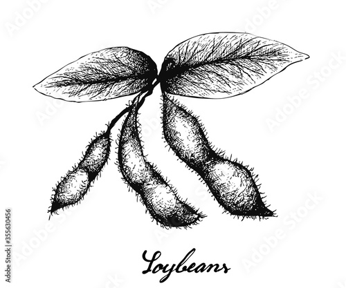 Vegetable and Fruit, Illustration of Hand Drawn Sketch Fresh Green Soybean or Edamame Pods Isolated on White Background.
