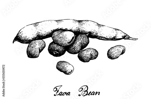 Vegetable, Illustration of Hand Drawn Sketch Fresh Fava Bean or Broad Beans on Tree Isolated on White Background, Used in Both Sweet and Savory Recipes.
