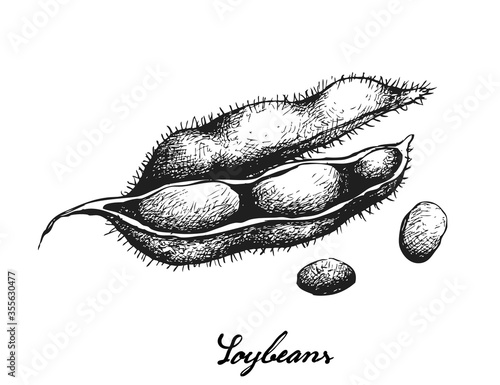 Vegetable and Fruit, Illustration of Hand Drawn Sketch Fresh Green Soybean or Edamame Pods Isolated on White Background.
