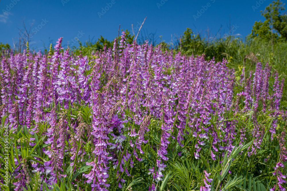 Naklejka premium summer, day, nature, landscape, walk, overgrown, slopes, grass, lilac, flowers, mouse, peas, trees, young, growth, blue, sky, light, shadow, space, distance