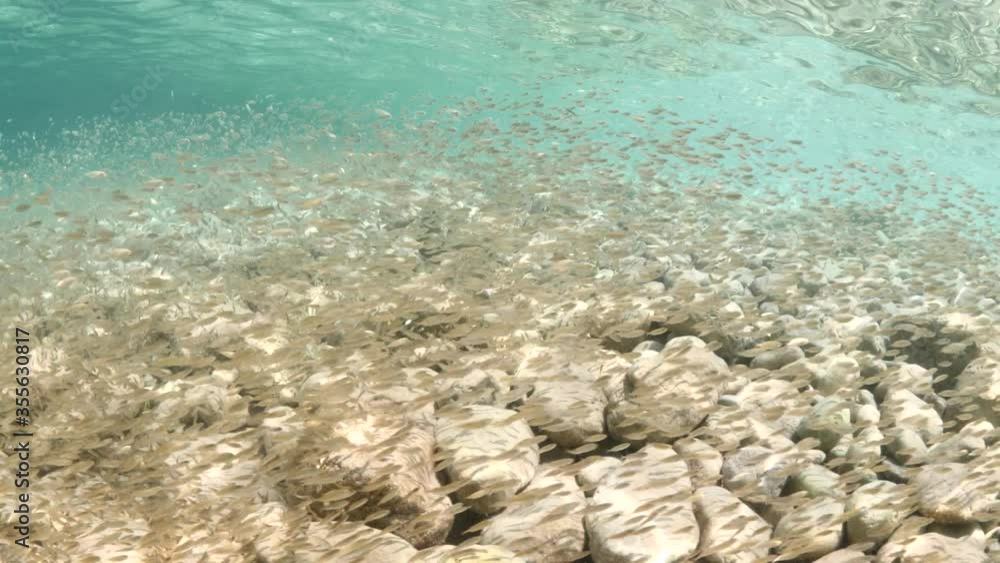little fish school juvenile fish hiding shallow waters untill they grow protection behaviour ocean scenery little fish school juvenile fish hiding shallow waters untill they grow protection behaviour ocean scenery