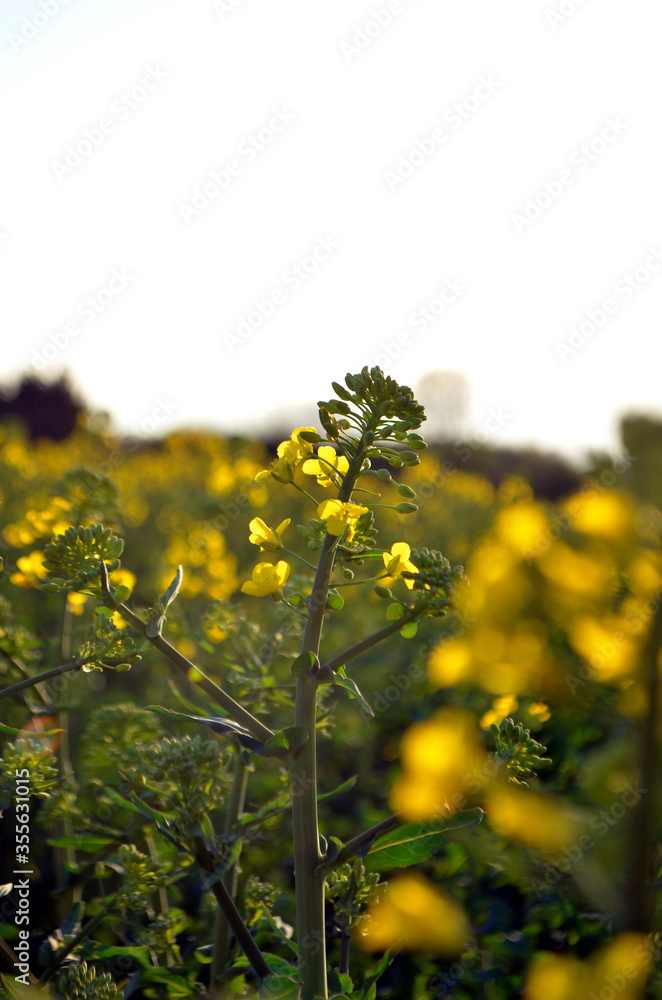 Obraz premium Yellow flower heads with buds shot with selective focus at sunset