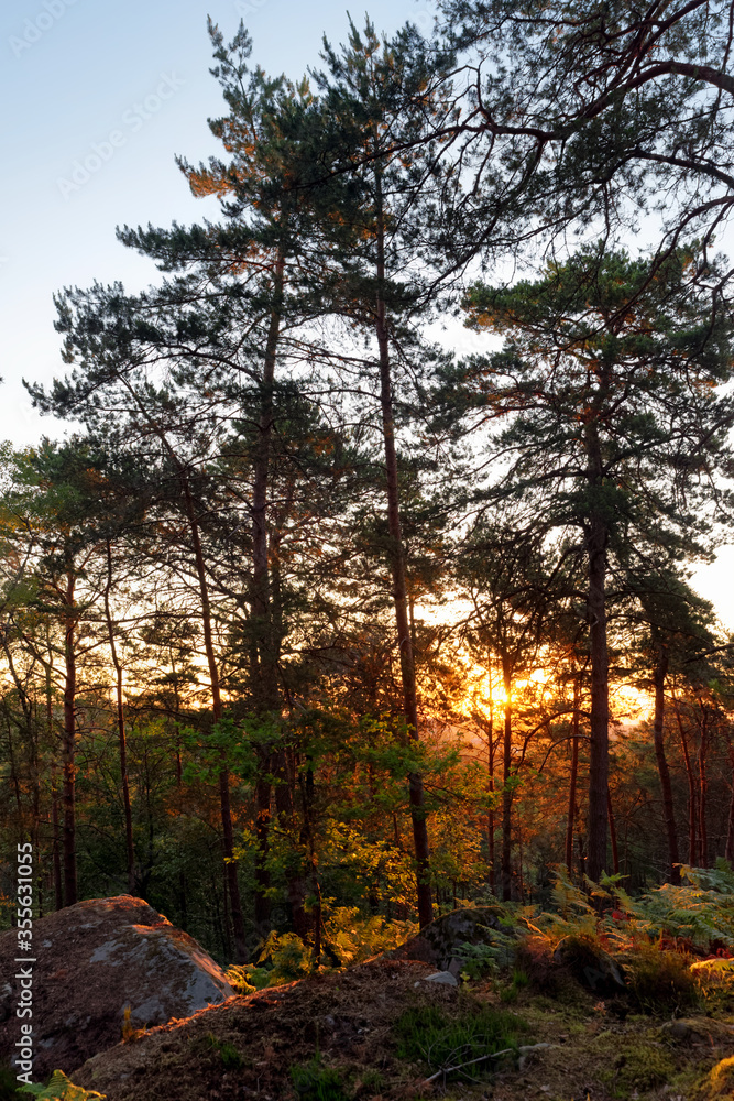 Sunrise onthe hill of Fontainebleau forest Sunrise onthe hill of Fontainebleau forest