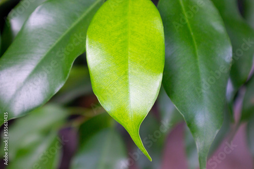Several green leaves ficus in the foreground as a background.