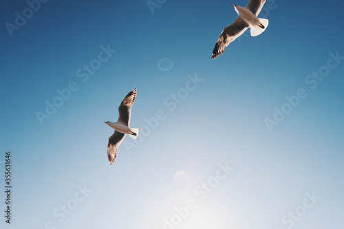 Detail of a bird flying above on a clear blue sky