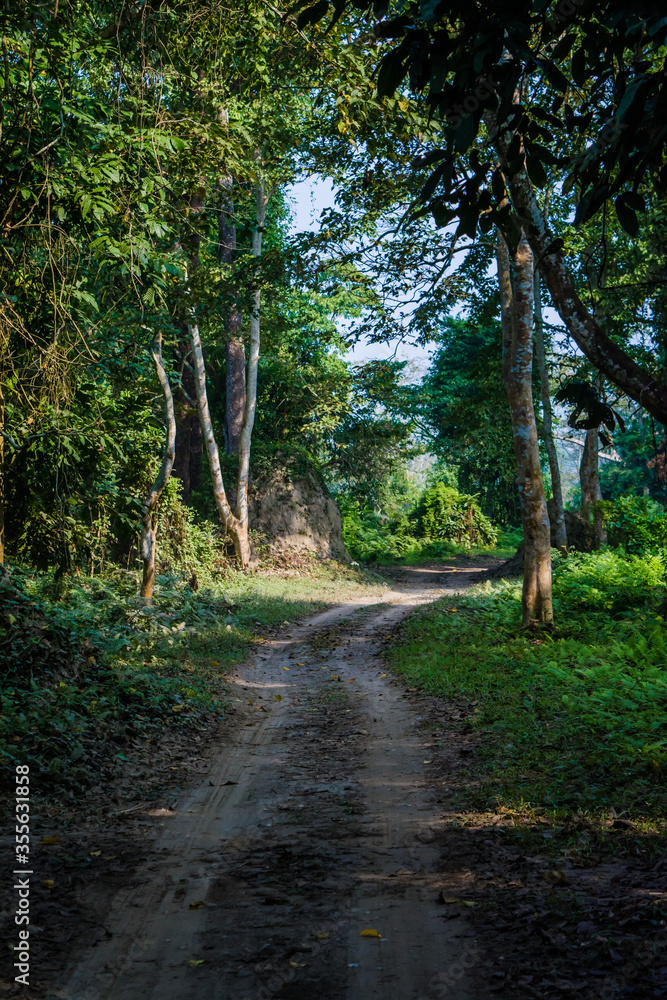 Dirt road surrounded by trees and grassland in Kaziranga National Park, India.
