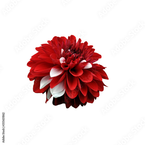 red dahlia flower isolated