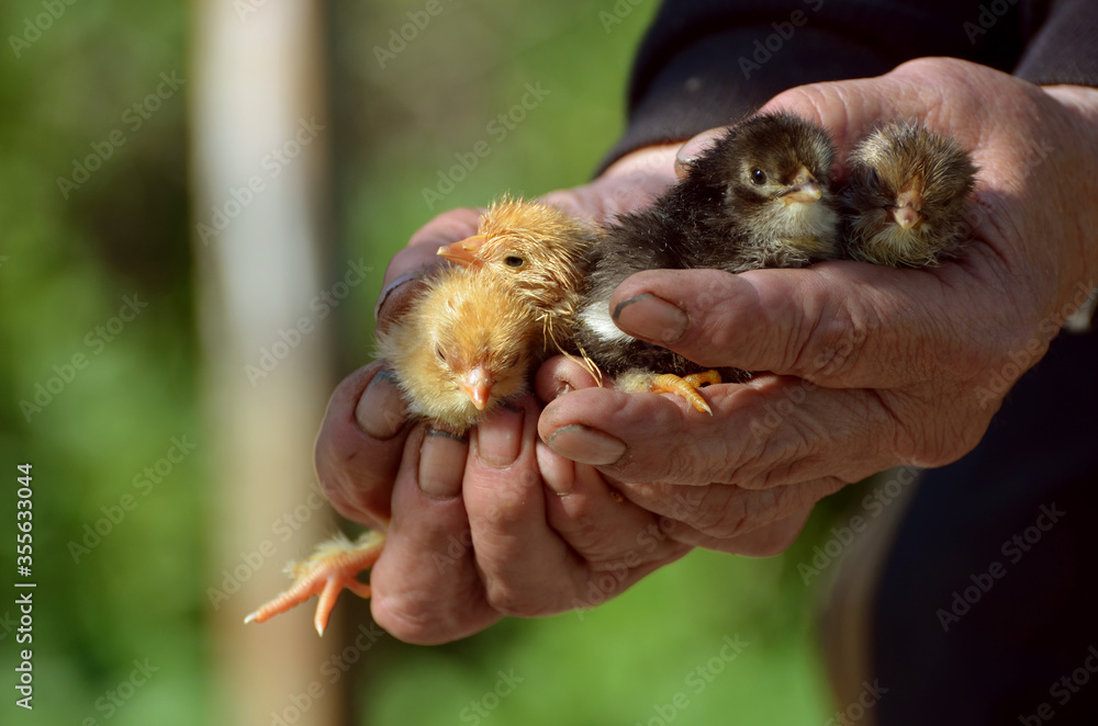 Arm holding newborn chicks, photo