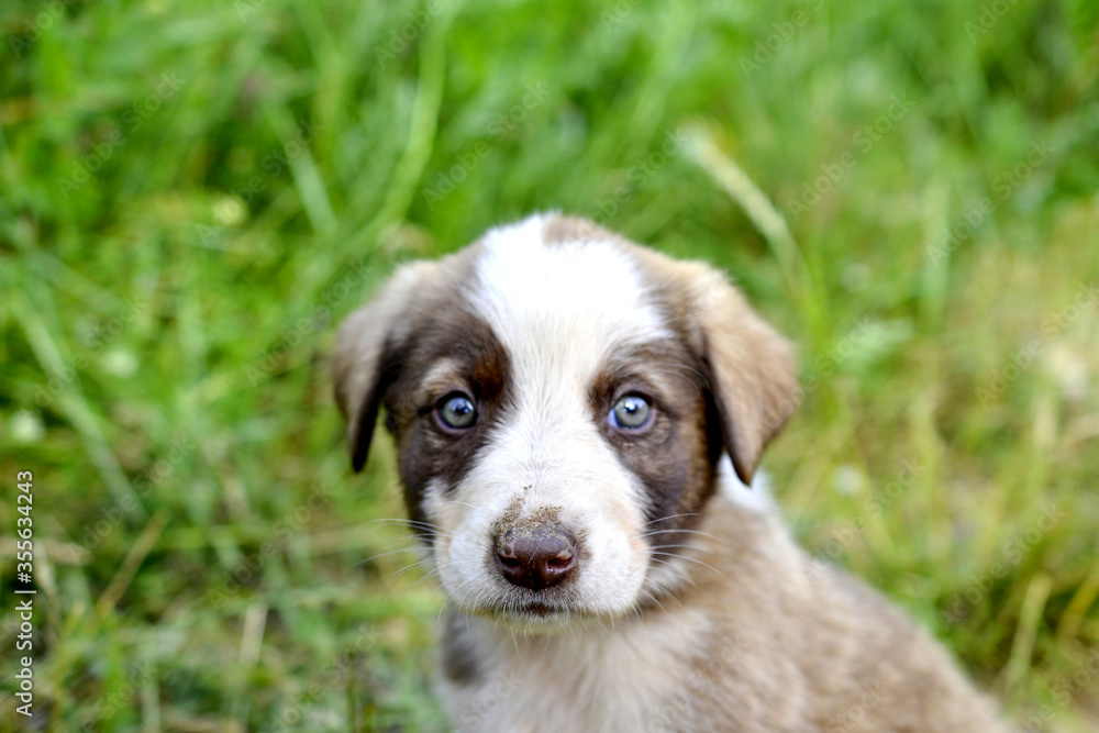 sad eyes of a stray puppy in nature sad eyes of a stray puppy in nature