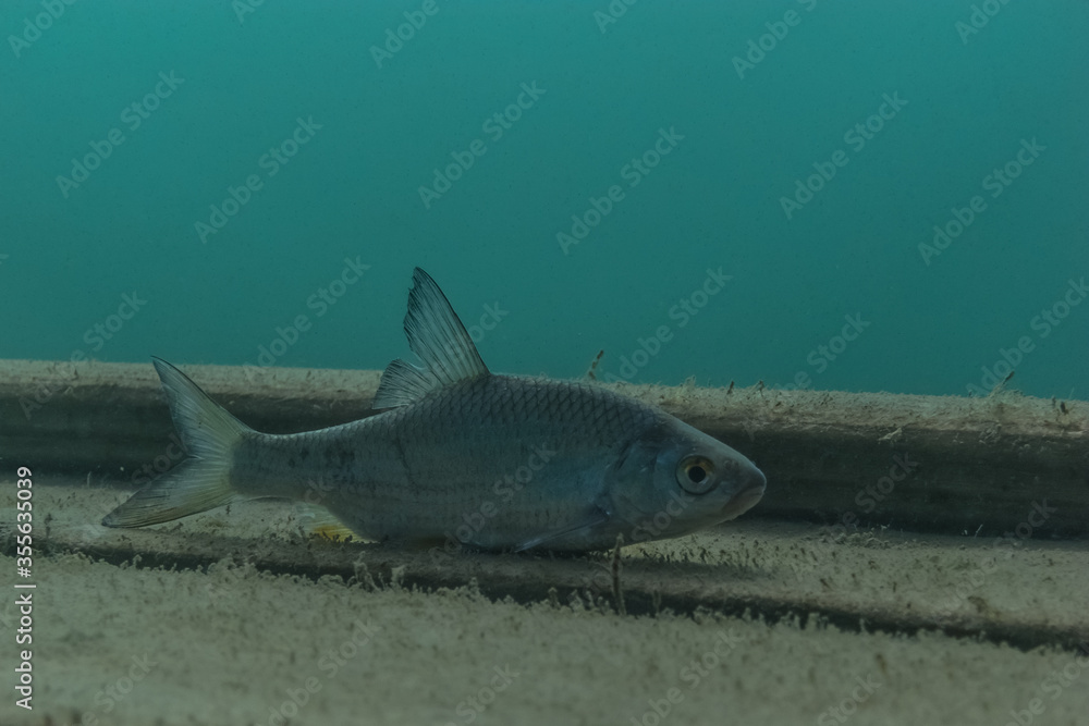 Fototapeta premium small perch lies on a platform in a lake