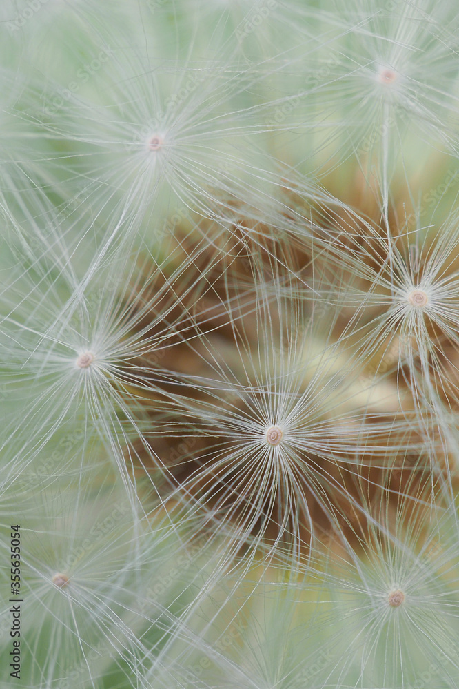 Obraz premium White dandelion head with seeds close-up. Summer floral background. Airy and fluffy wallpaper. Vertical shot. Macro